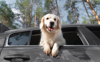 How to Keep Your Pets Safe While Driving