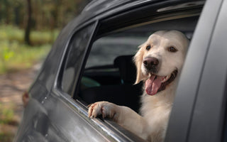 Pet-Friendly Car Accessories: Keep Your Vehicle Clean & Comfy