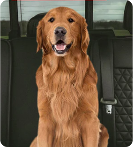 Protection adaptée aux animaux de compagnie